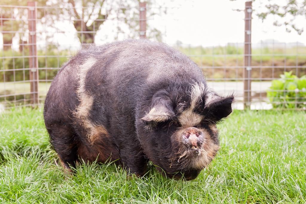 Apartament Ruyge Weyde Logies, Eco Farm Oudewater Zewnętrze zdjęcie
